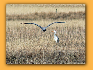 Vogelschutzgebiet Tipperne (4).jpg